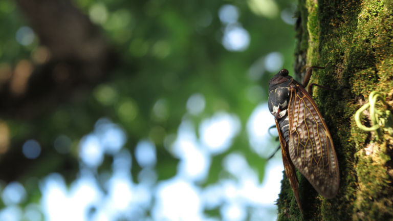 Everything You Need To Know About What Do Cicadas Eat