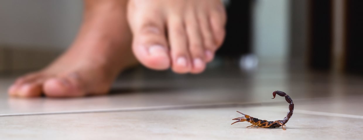 Scorpion Header NEW