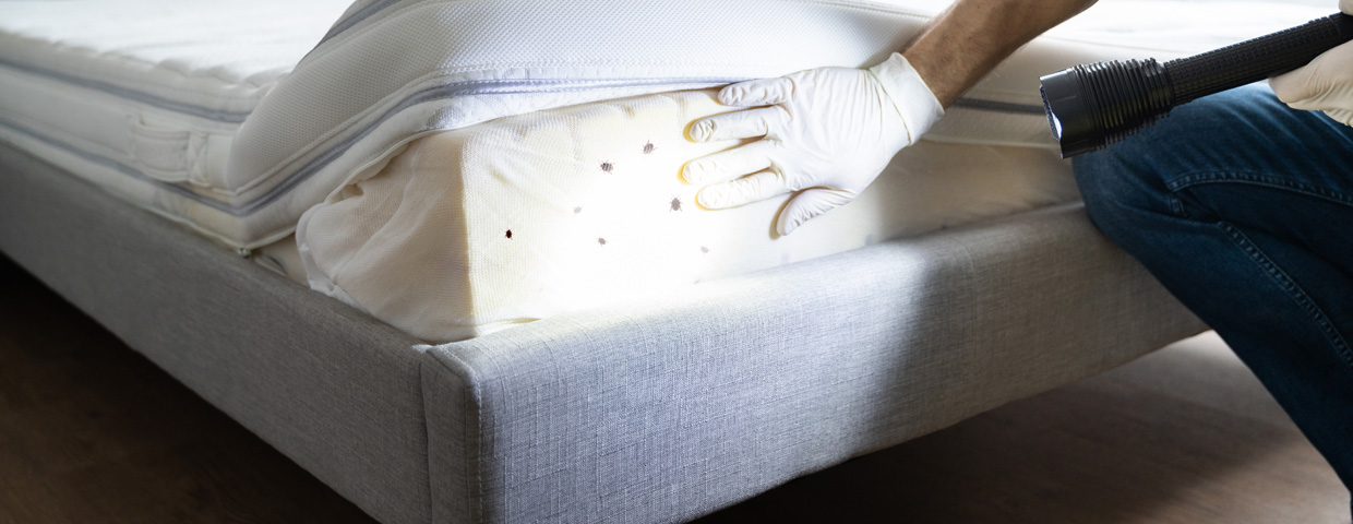 Bedbugs