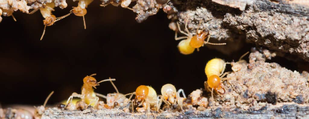 Identifying Termites | Moxie Pest Control