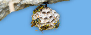 Wasps