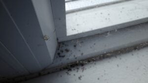 Pest-Proof Garage