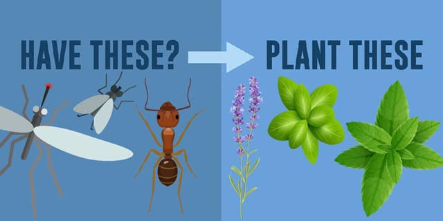 Herb Garden Superpowers