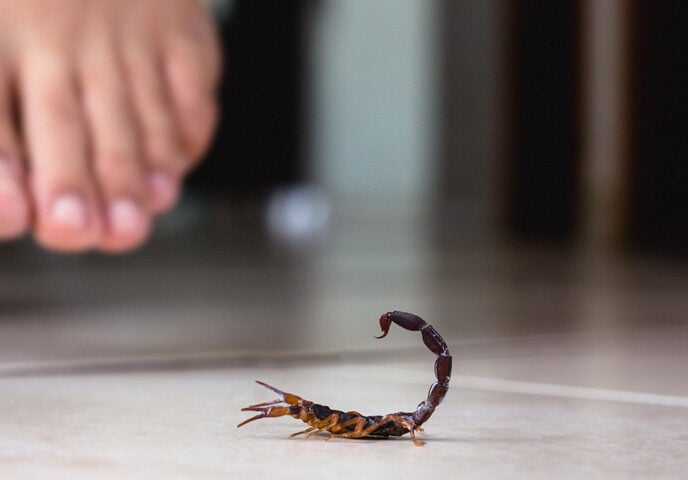 Scorpions