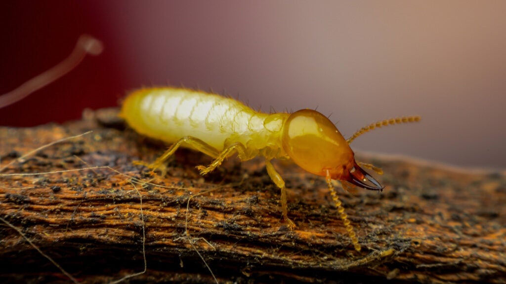 Termites
