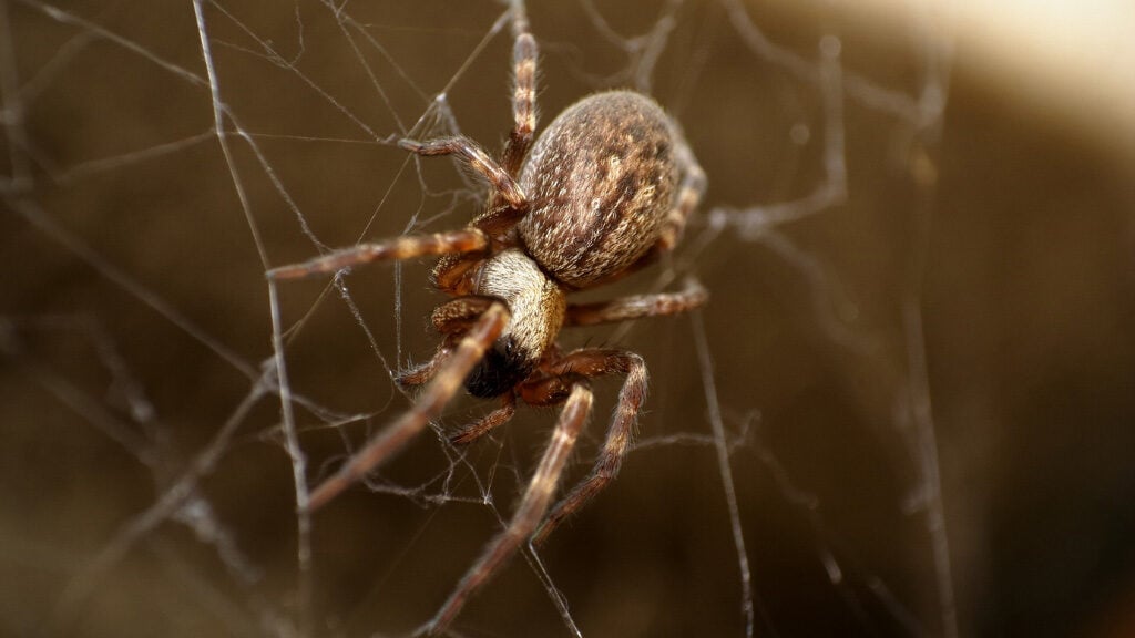 Spider