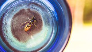 Wasp