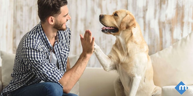 3 Essential Questions about Pest Control with Pets