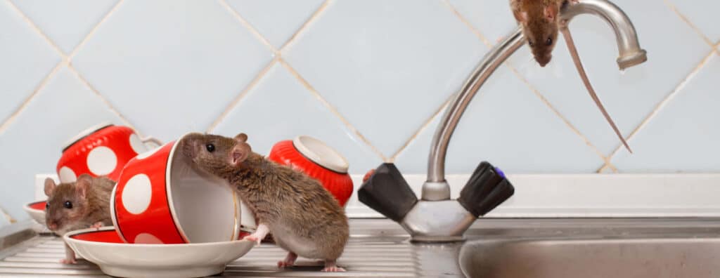 Top 5 Signs Rodents Might Be Inside Your Home | Moxie Pest Control