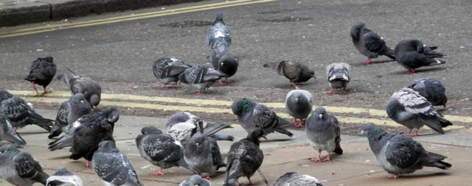 Pigeons