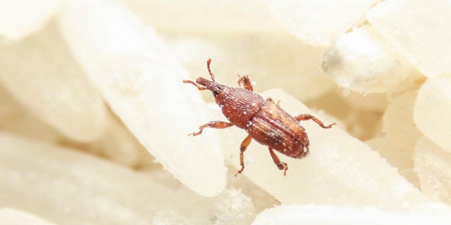 Where do Weevils come from