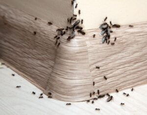 Ant swarm