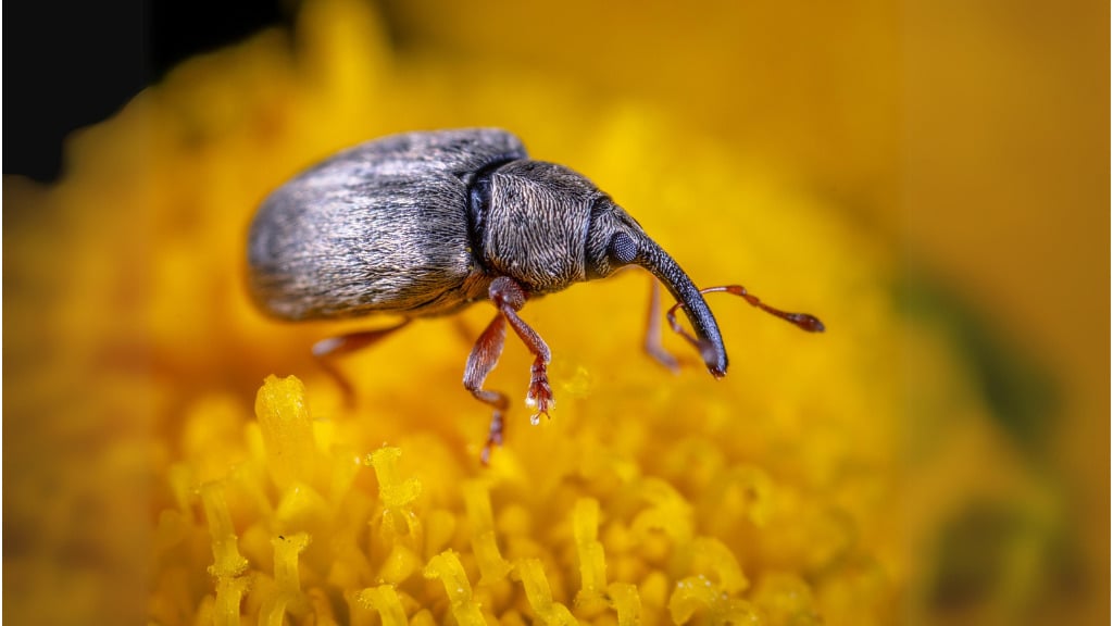 Where Do Weevils Come From