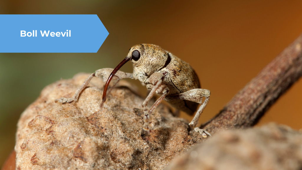 Bol Weevil