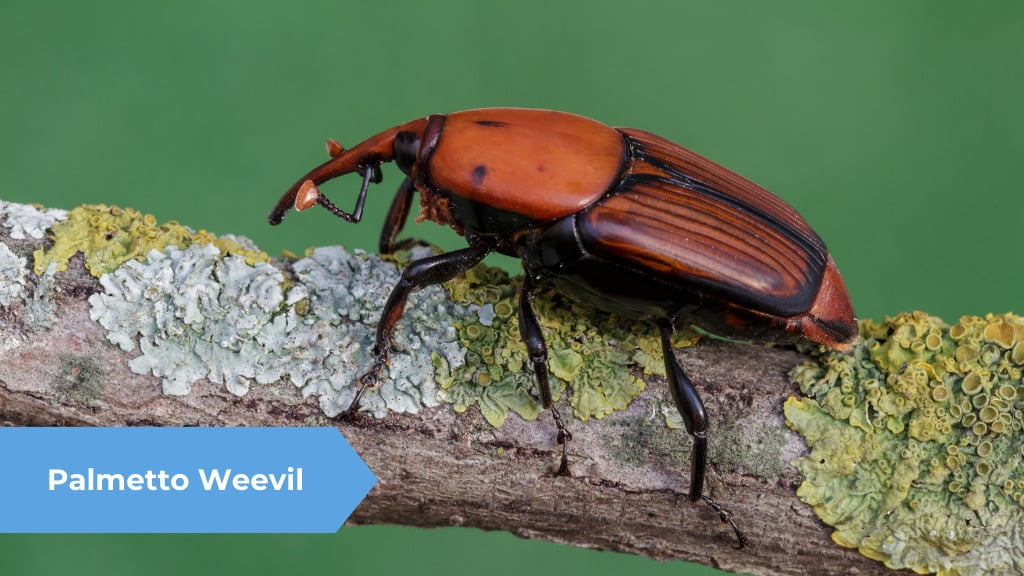 Palmetto Weevil