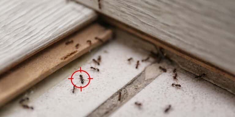 Gun target on ant at home. Pest control