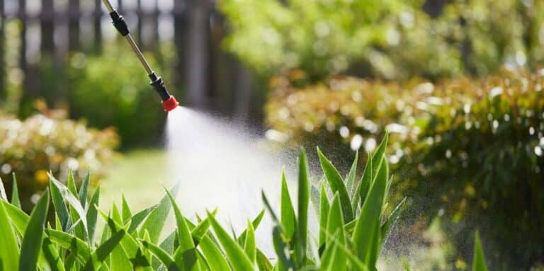 Farmer sprays pesticides on the garden, vegetable garden, farm, to protect plants from diseases and pests. Knapsack sprayer. Insecticides. Herbicides. Fungicides.