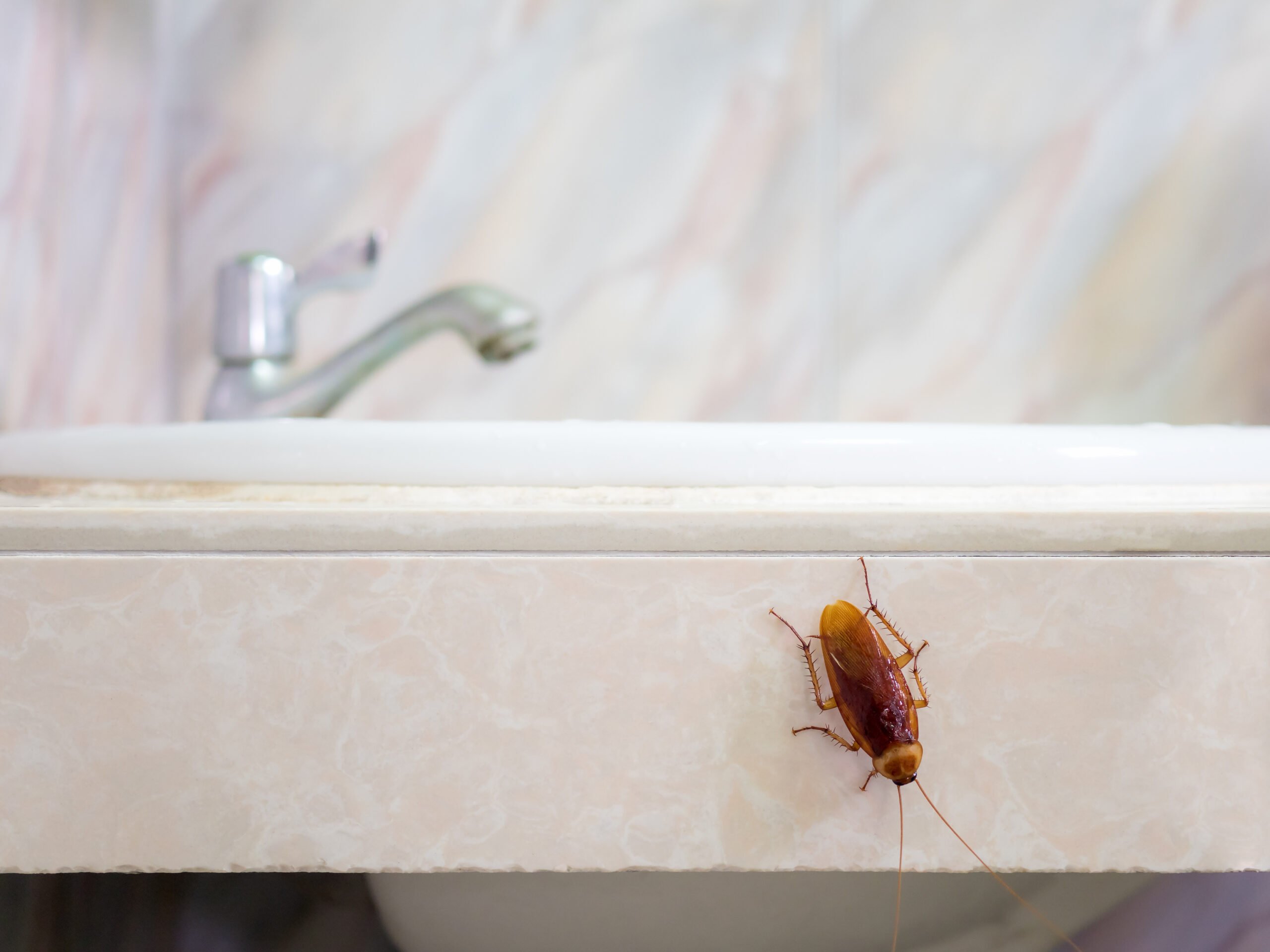 Cockroach crawling on bathtub
