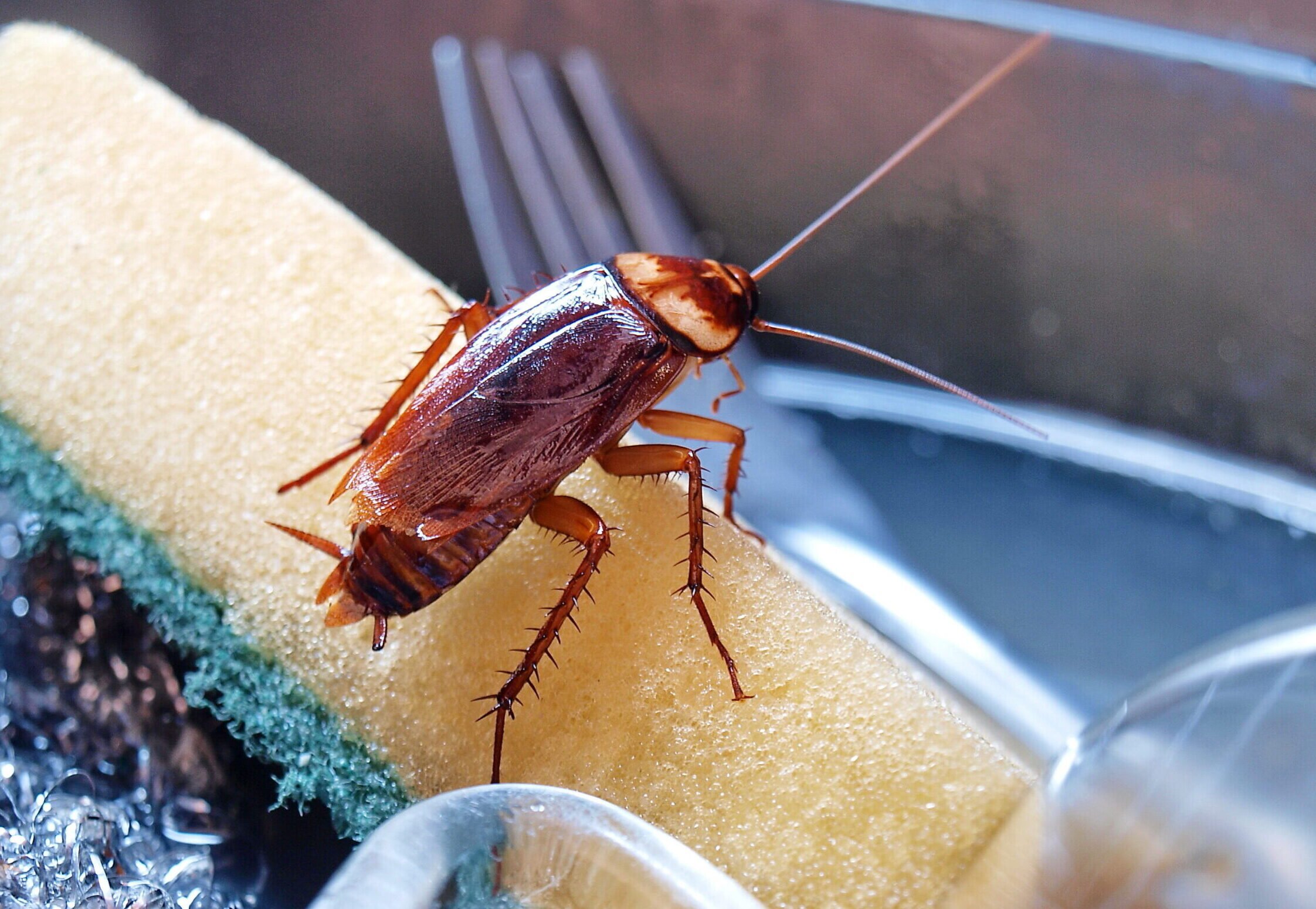 Cockroach crawling on dishes