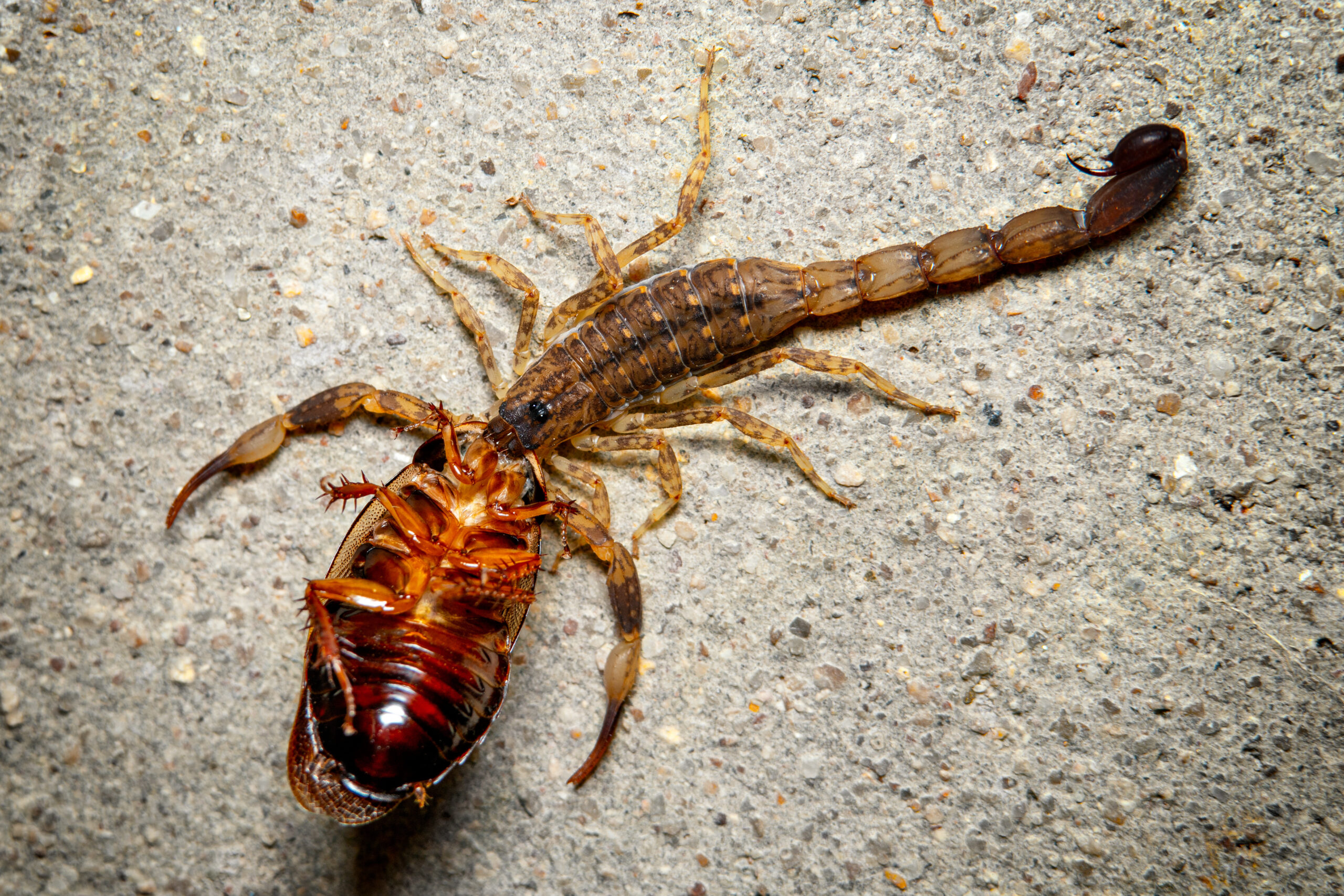 Scorpion carries its prey