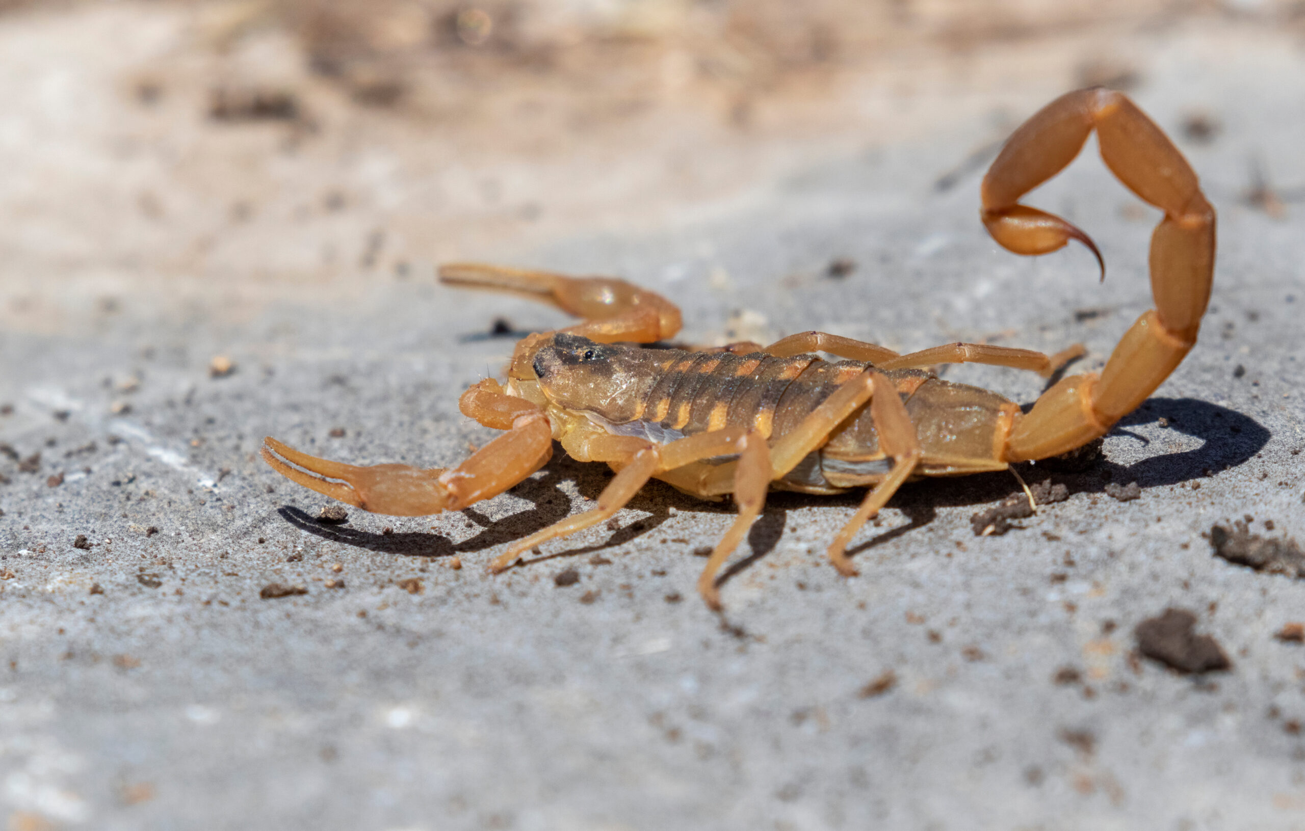 Scorpion crawling in desert