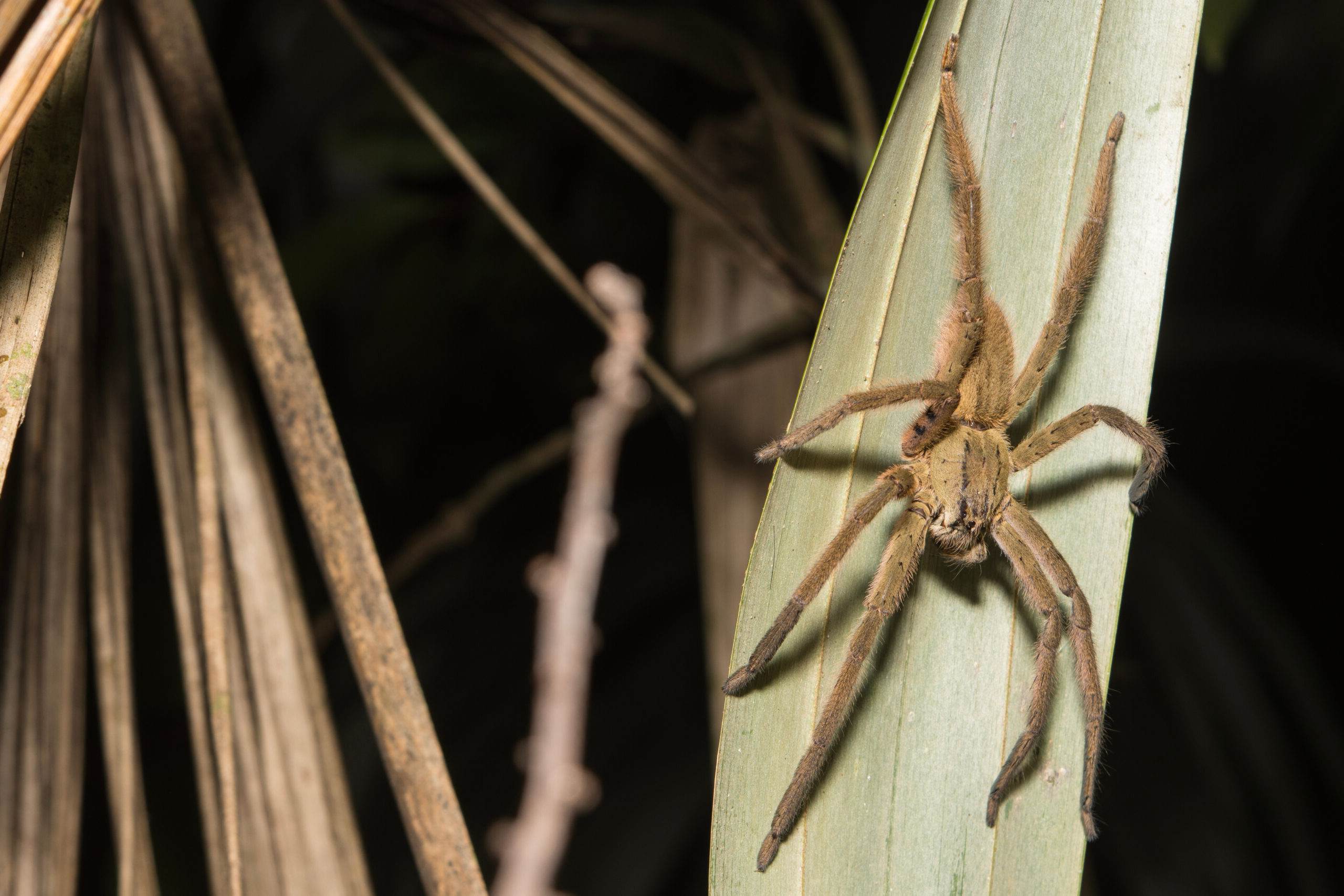 Adult male spider