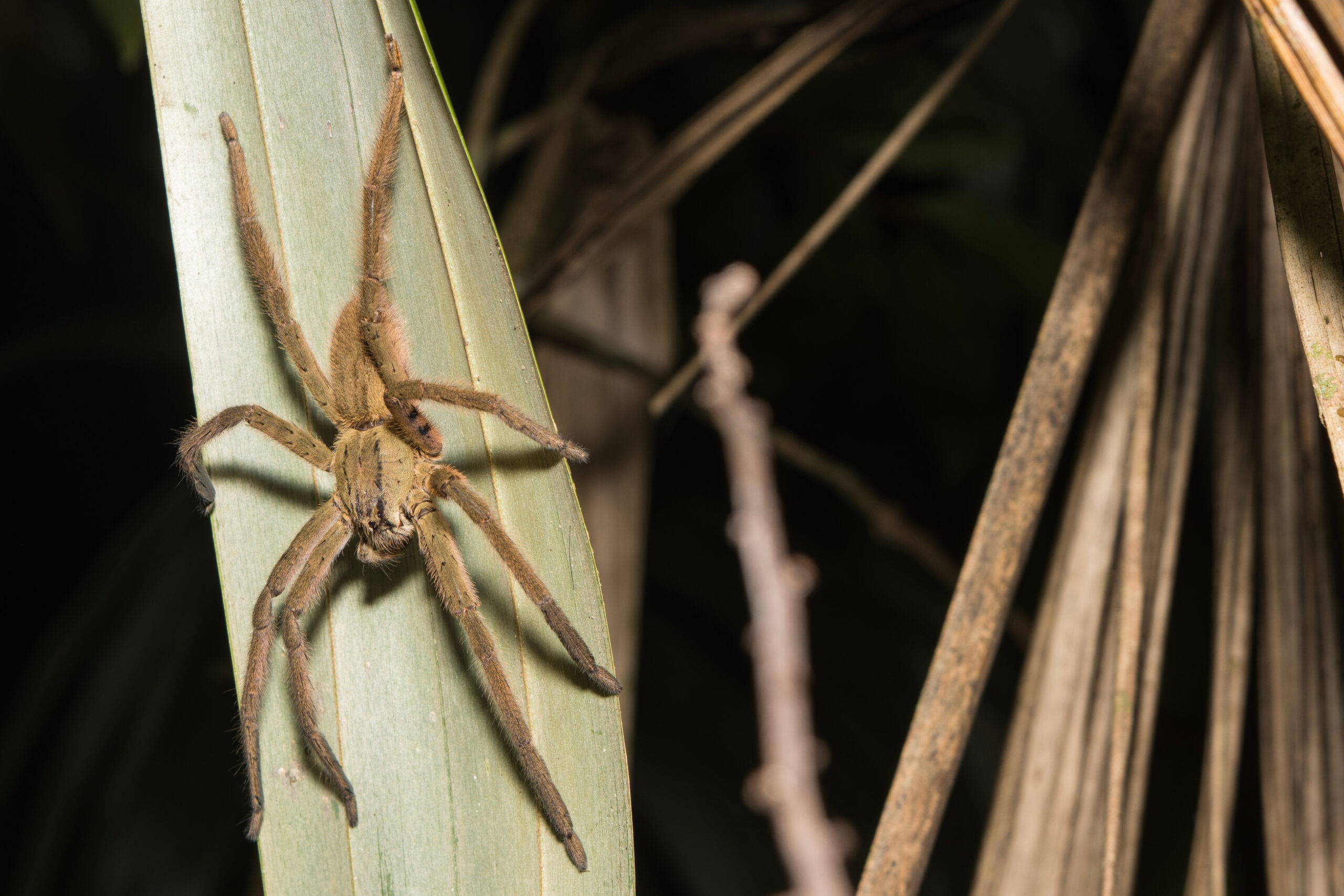 Adult male spider