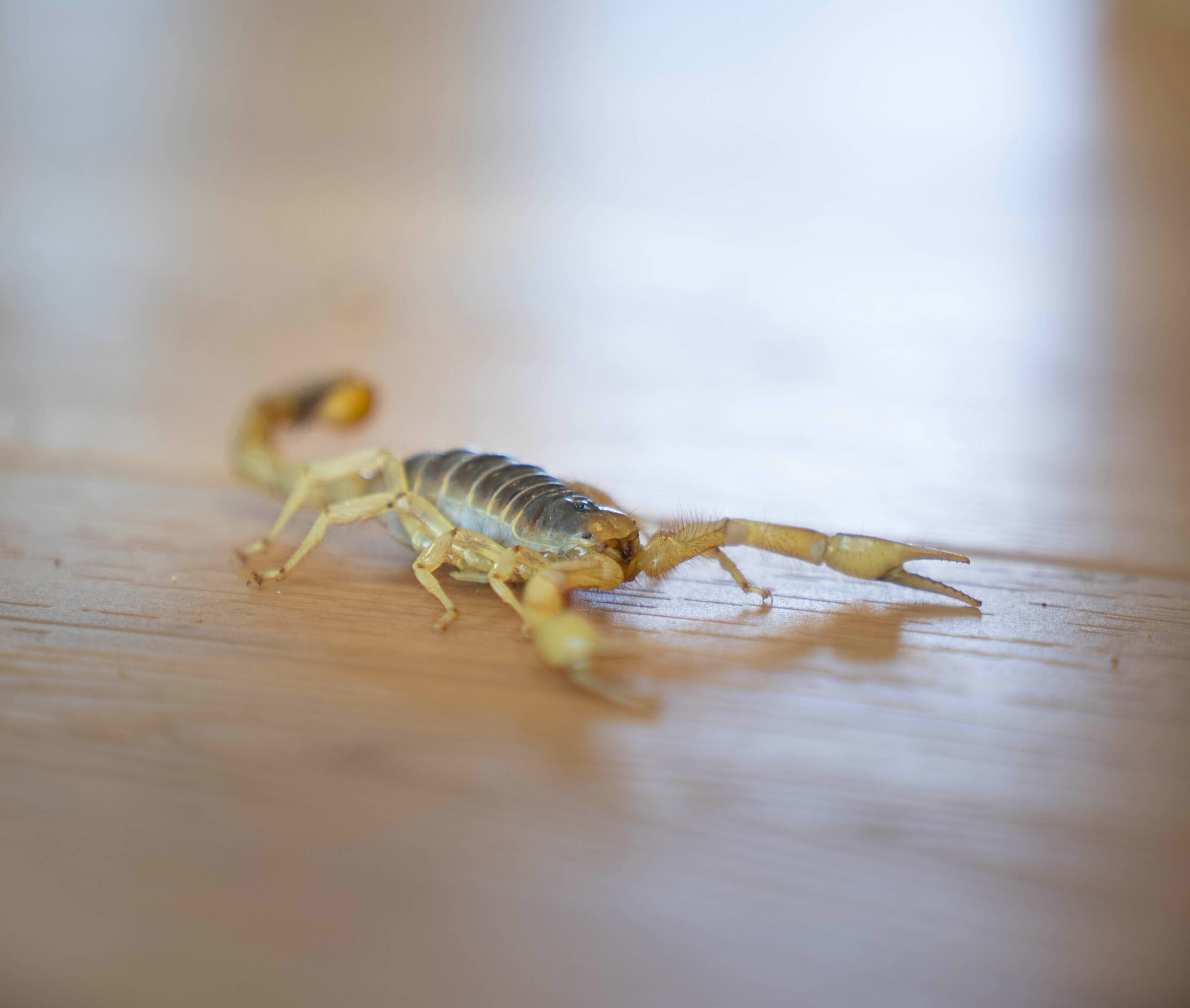 Scorpion in Phoenix, Arizona home