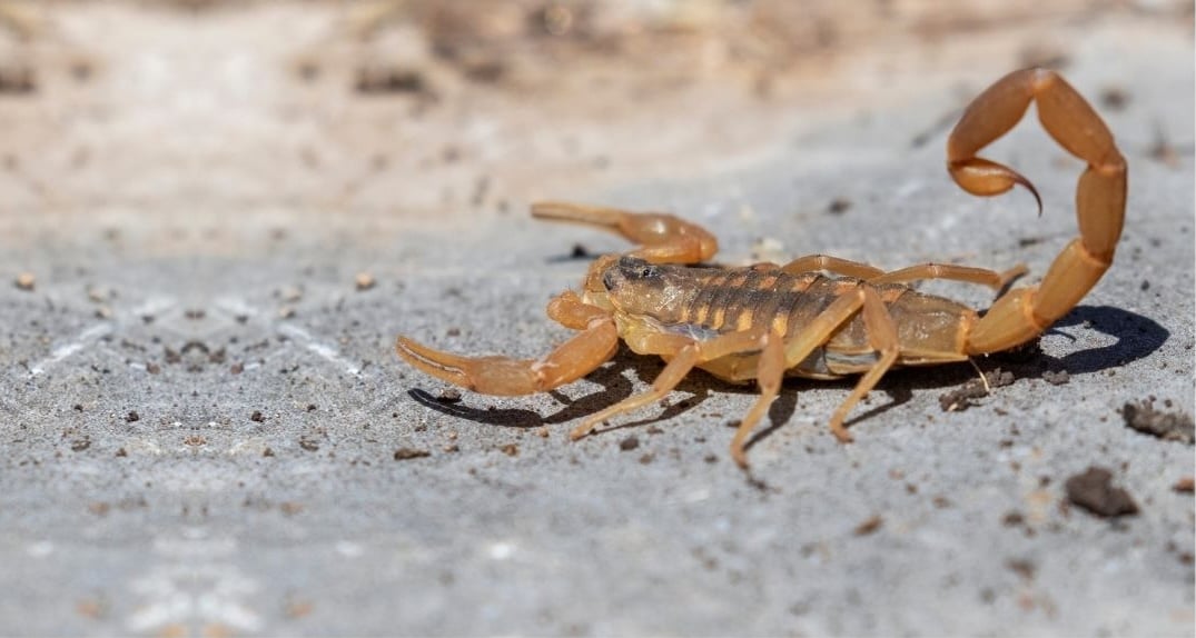 Scorpion crawling in Arizona desert