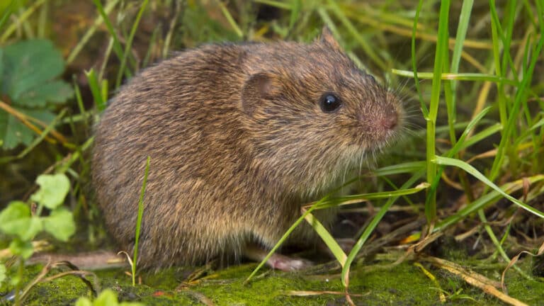 Vole Control