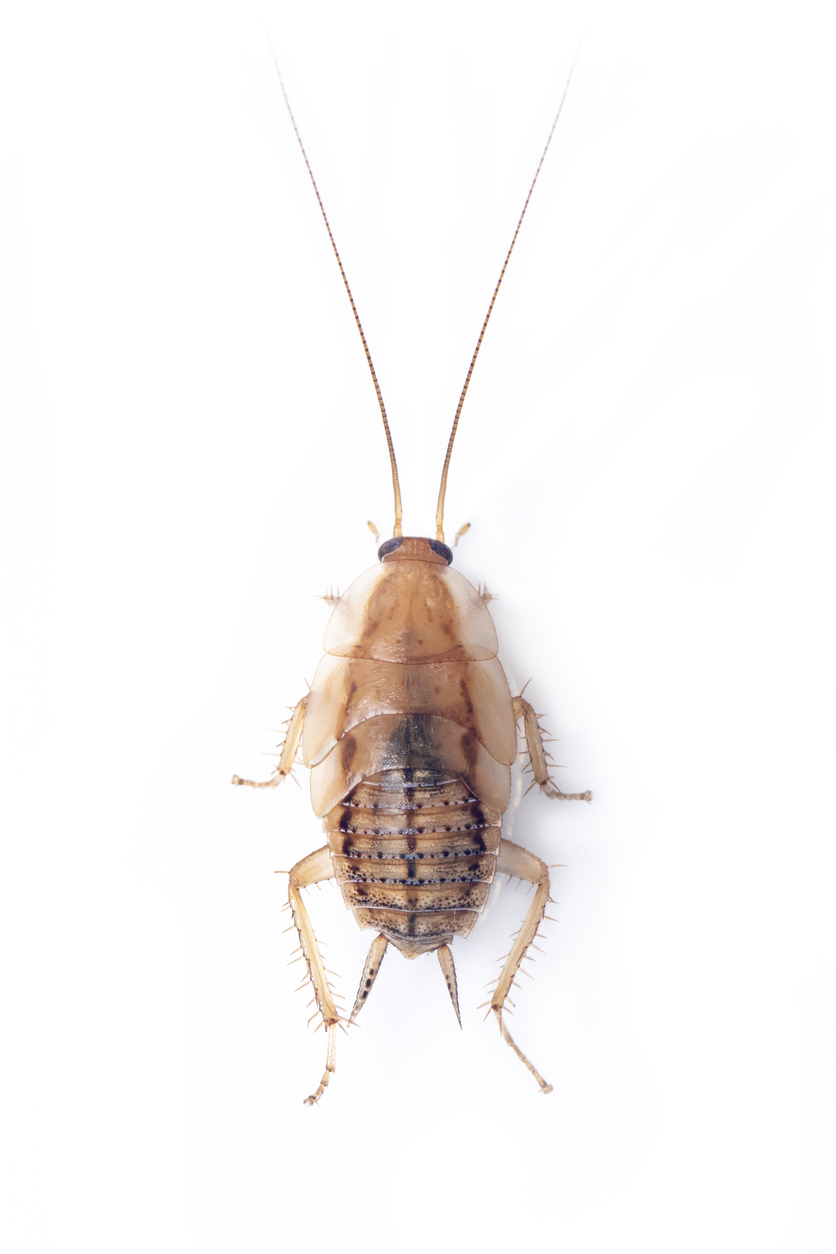 Image of brown forest cockroach on white background. From top view. Insect. Animal
