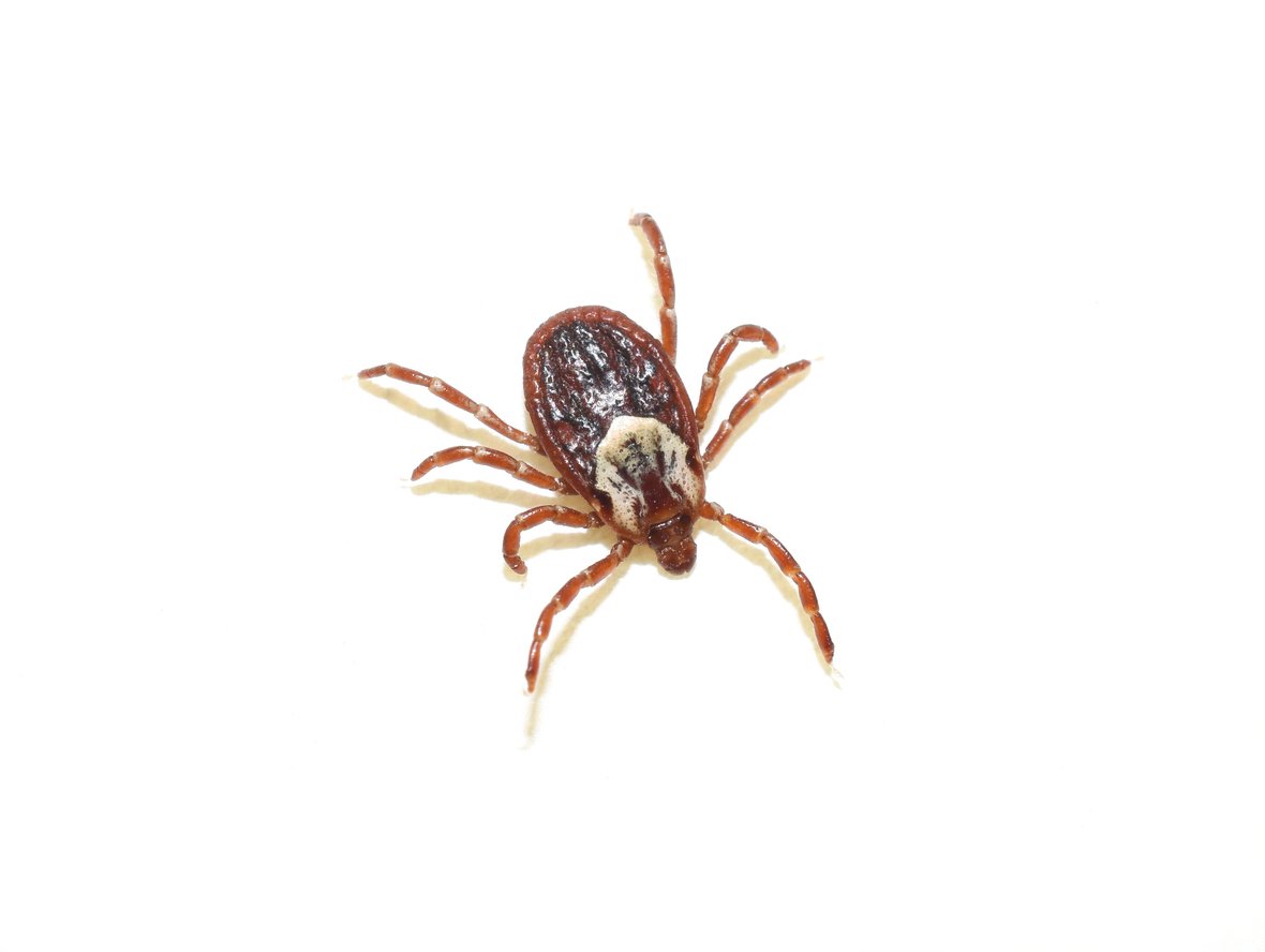 American dog tick Dermacentor variabilis on white background