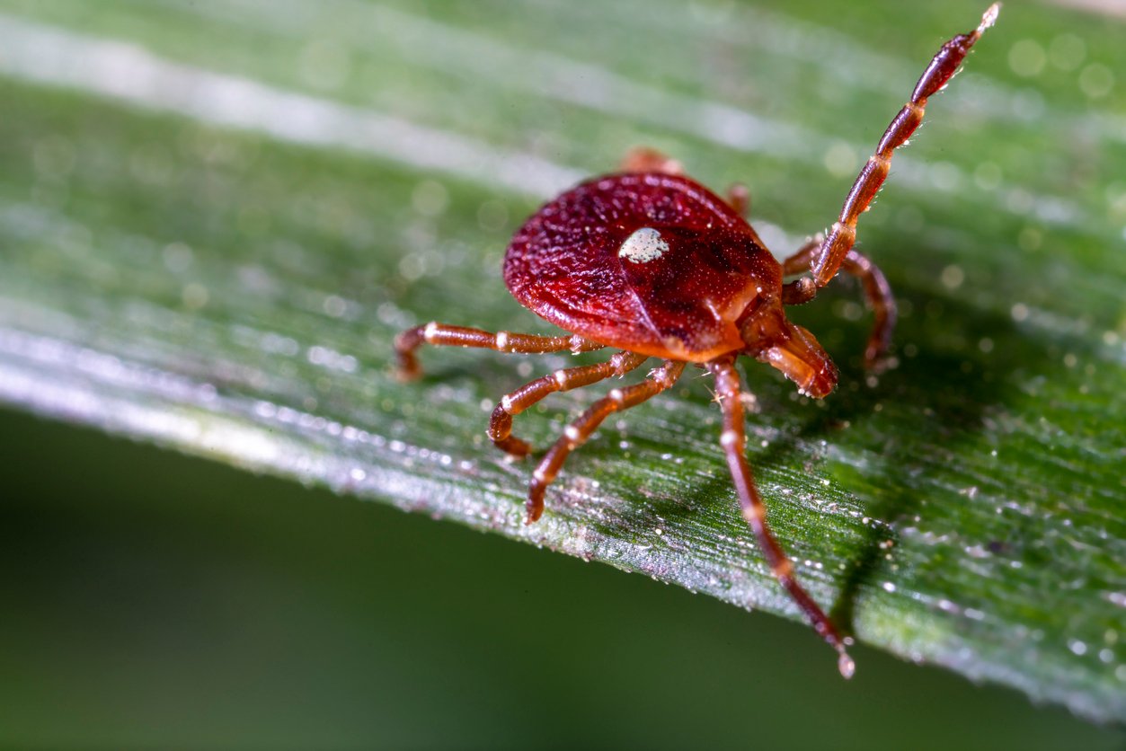 Lone Star Tick flagging down a ride