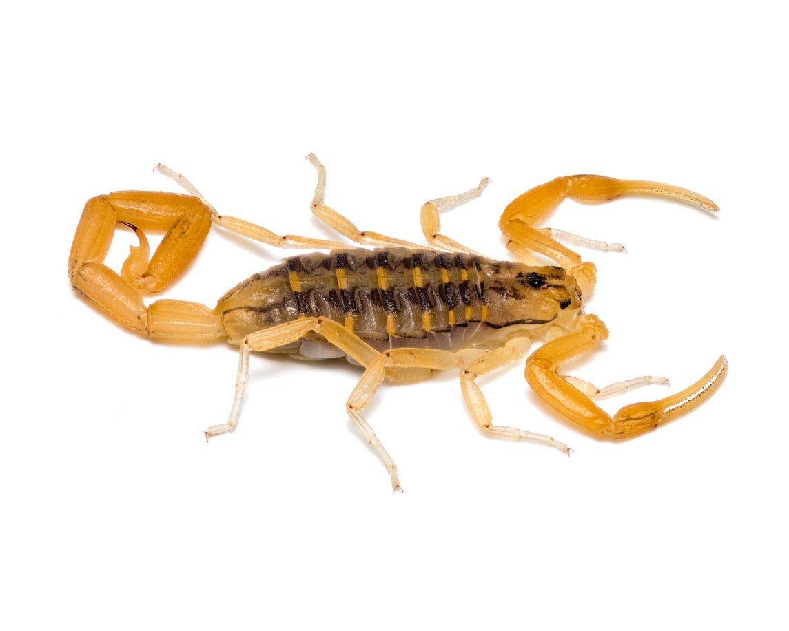 Arizona Bark Scorpion