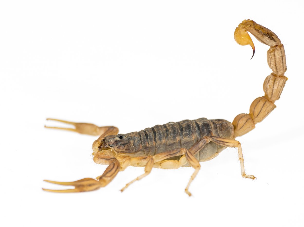 Striped-Tail Scorpion