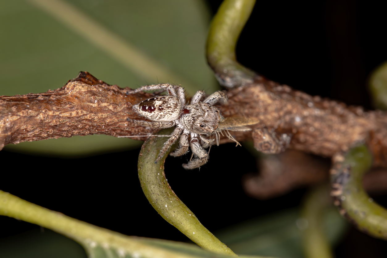 Jumping Spider of the Genus Metaphidippus