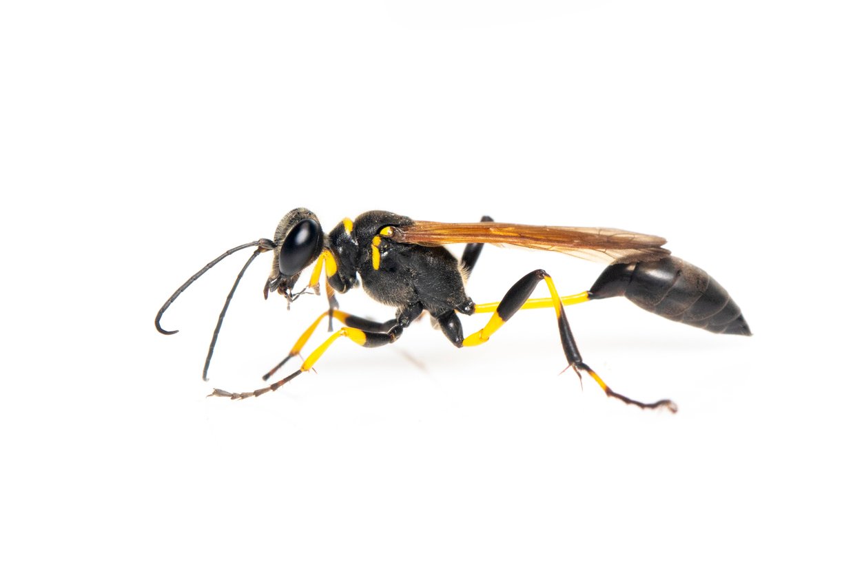 Image of mud dauber wasp(Sphecidae) isolated on white background. Insect. Animal.
