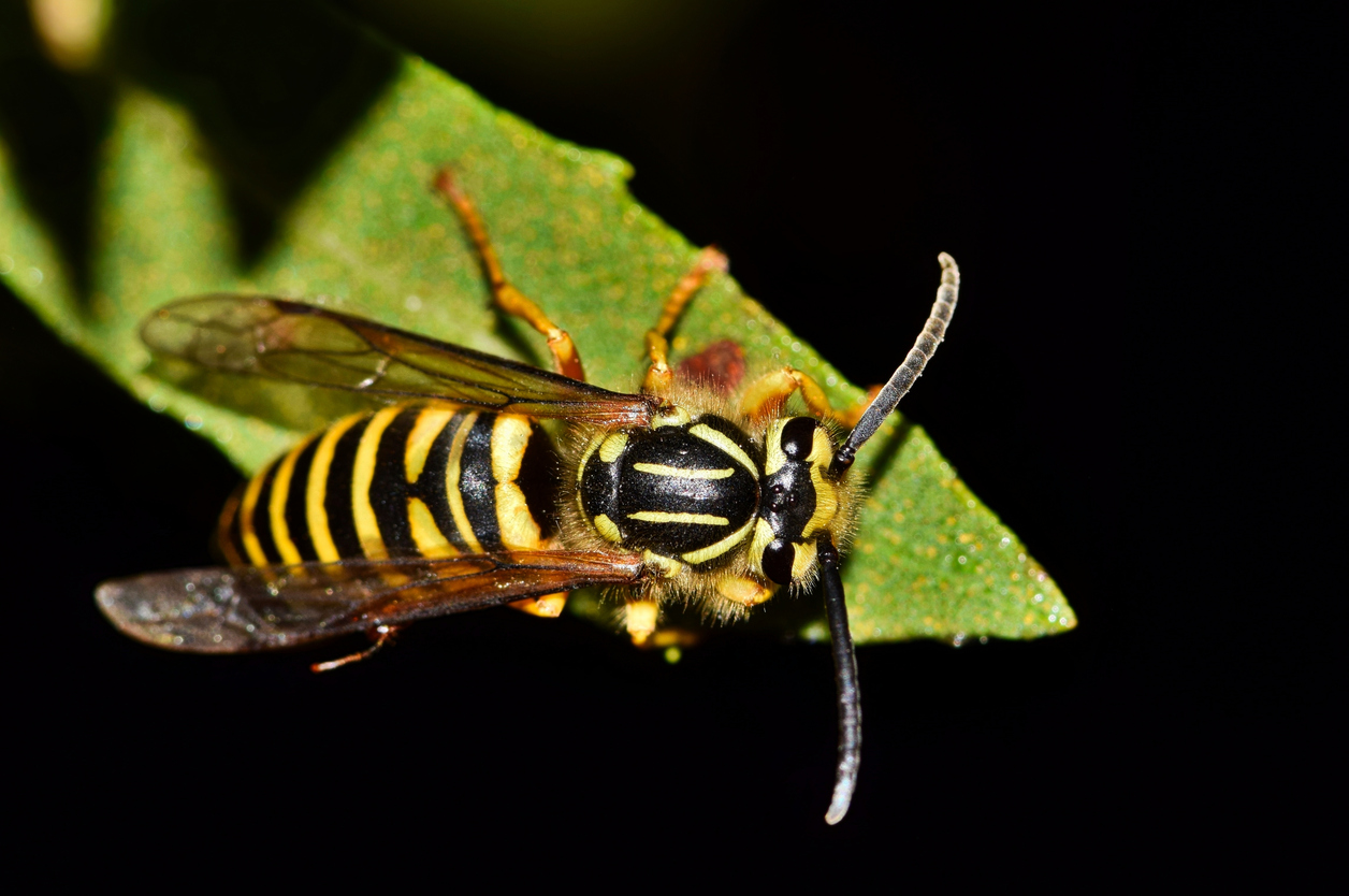 Southern Yellowjacket Vespula squamosa on a leaf at night in Houston, TX. Aggressive wasp found in South regions of the USA.