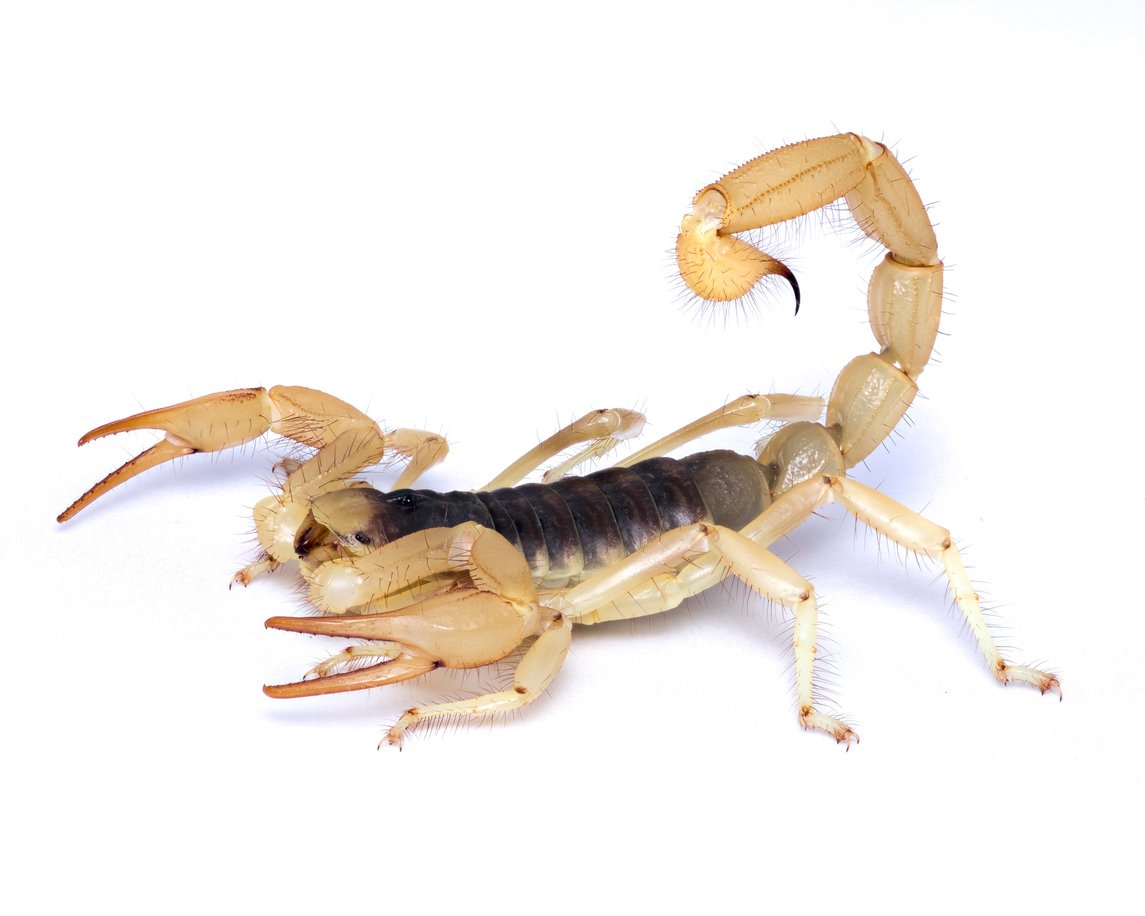 Extreme close-up white background images with high detail of various scorpions and spiders. Largest scorpion in the United States. Desert Hairy scorpions can be found in a variety of Habitats including some urban.