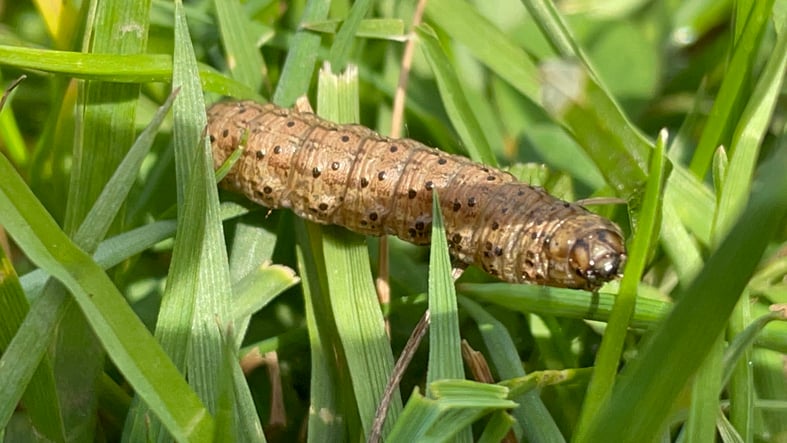 Sod webworm