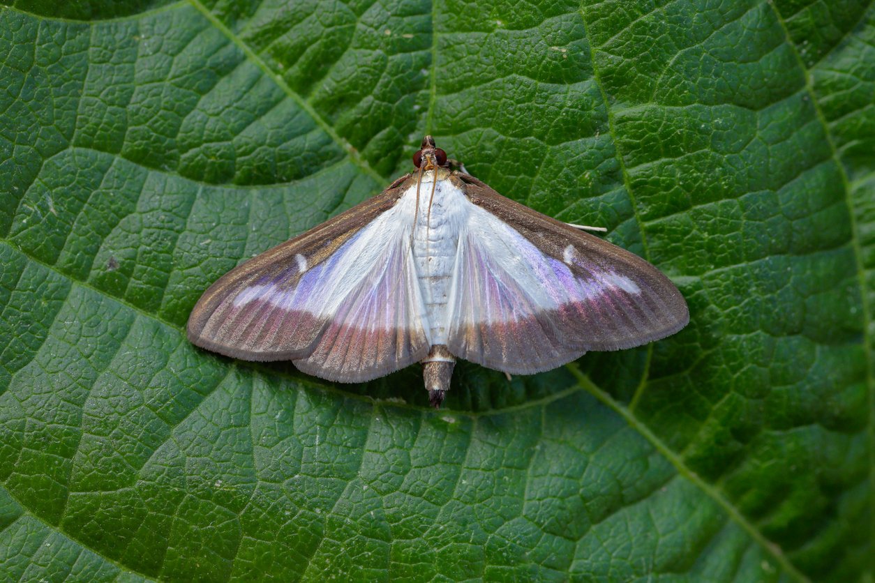 Box tree Moth Cydalima perspectalis.