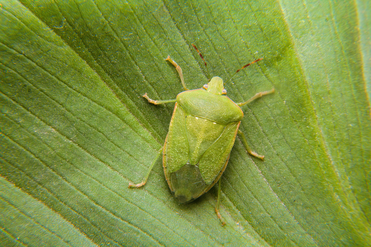 A closeup shot of a green shield bug on the green background