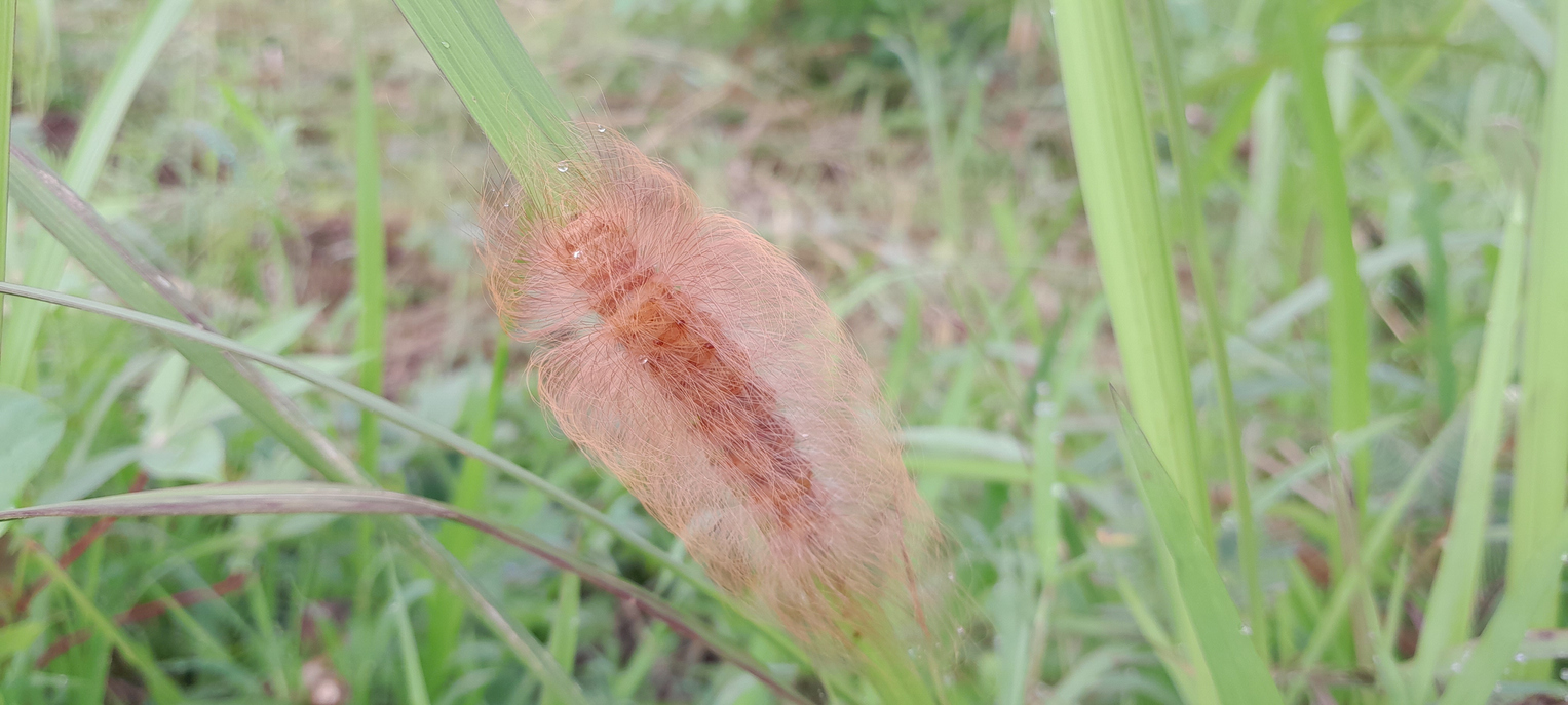 A furry Flannel Moth caterpillar on a leaf. These caterpillars have hidden spines under their hair and will cause great pain and discomfort when stung.