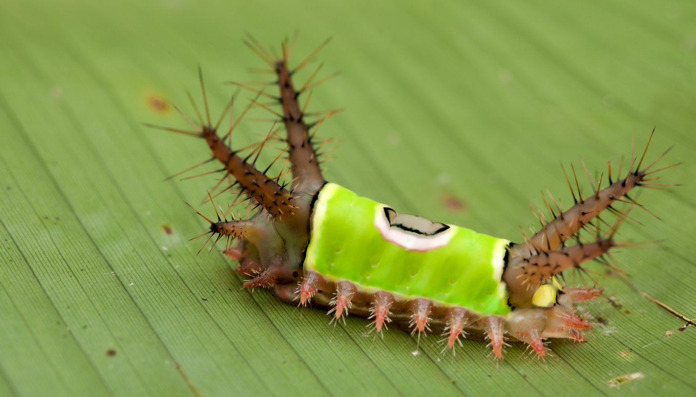 saddleback caterpillar (Acharia Hyperoche), shot in Costa Rica.
