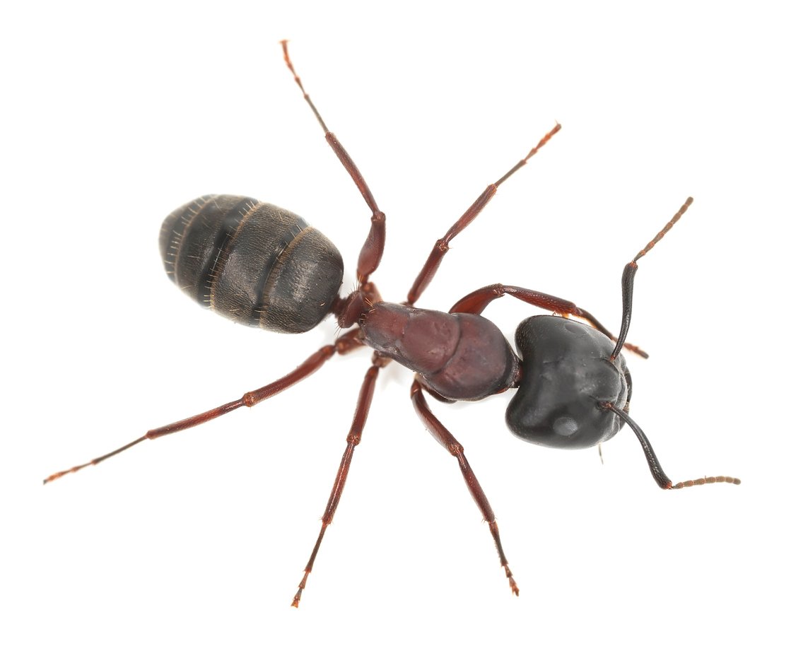 Carpenter ant, Camponotus herculeanus isolated on white background, this ant is a major pest on houses