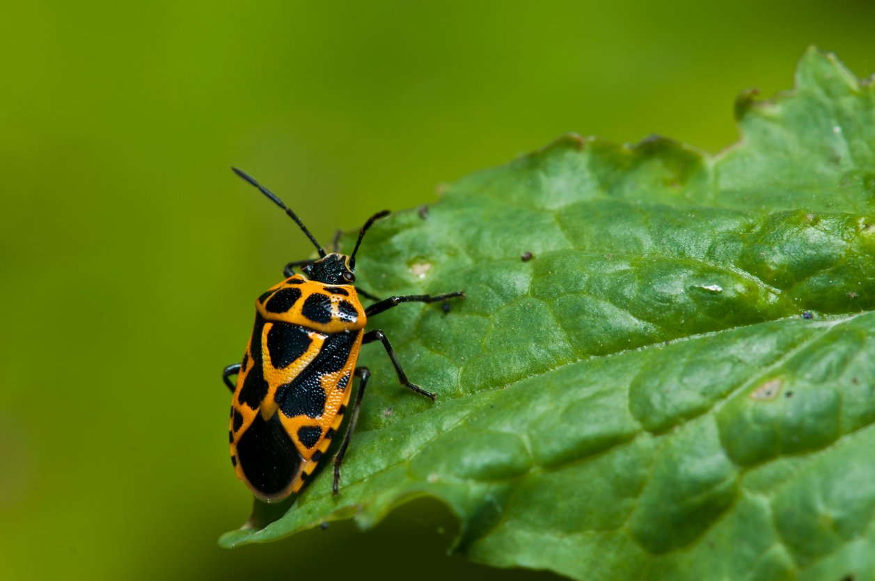 "An Harlequin bug(Eurydema dominulus) on a leaf,Beijing,China,Asia"