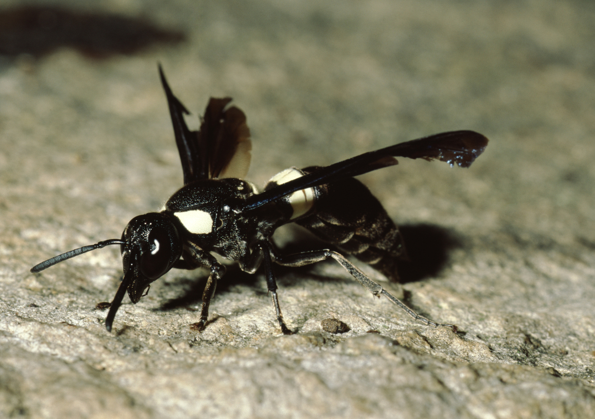 Bald Faced Hornet (Dolichovespula Maculata)