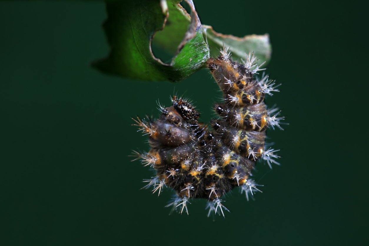Lepidoptera larvae in the wild, North China