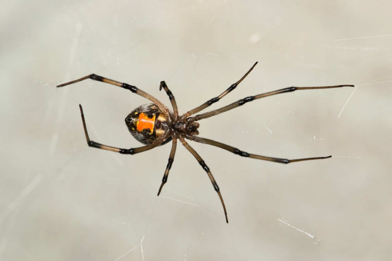 Brown Widow Spider (Latrodectus geometricus) in its web in Houston, TX USA ventral view. Less venomous than its cousin Black Widows, they are located worldwide.