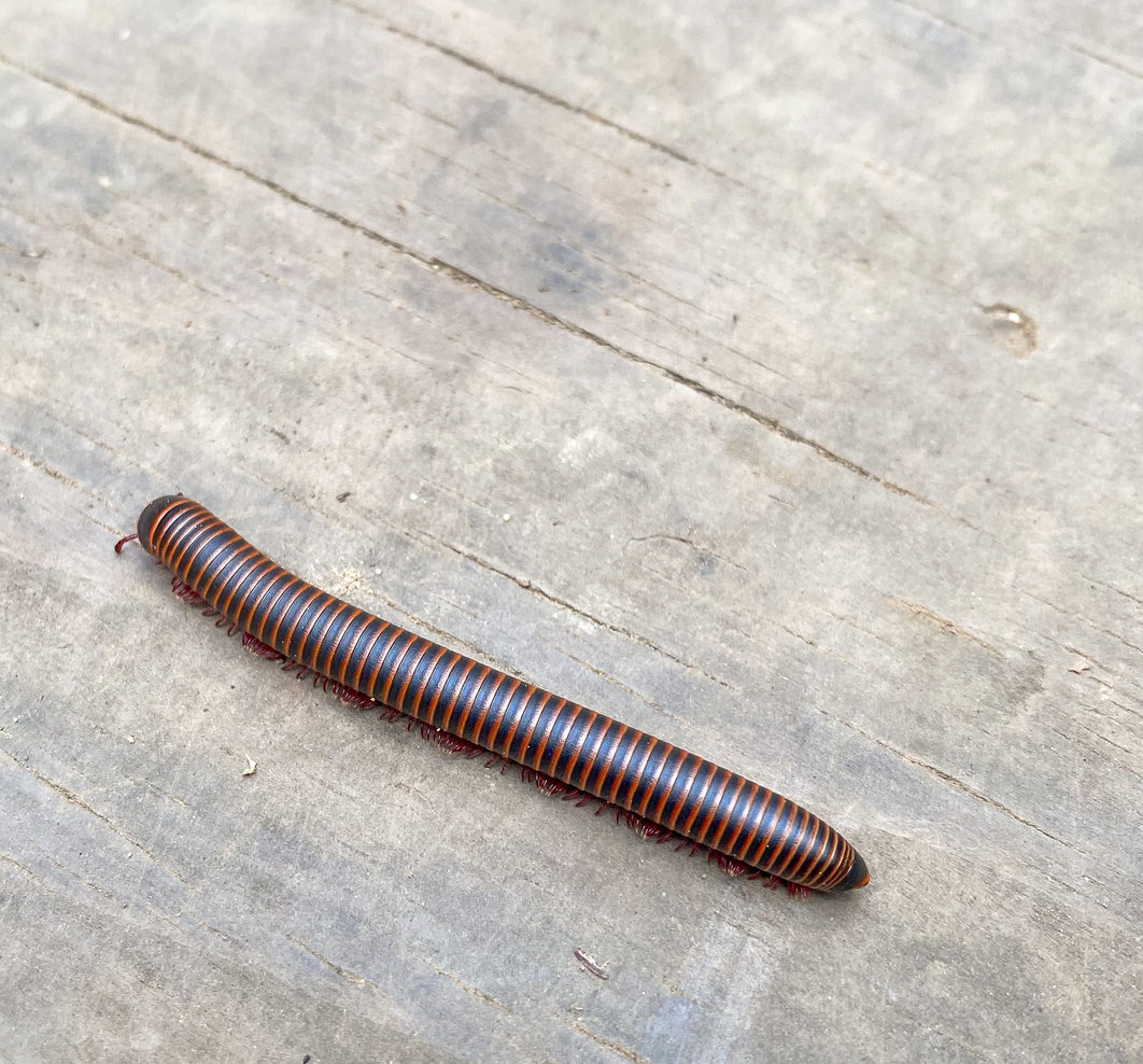 Close up of a Millipede on a wood plank